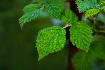 Beautiful green background with leaves after heavy rain
