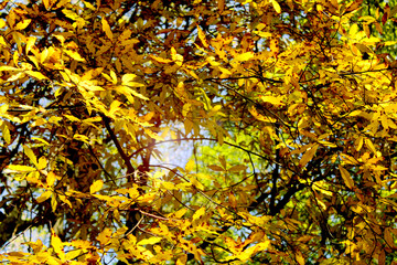 Yellow leaves in autumn
