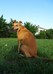 A dog in the yard, sitting in the grass and looking at the camera
