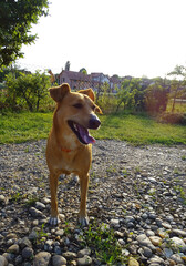 A good-natured dog, a mixed breed, stands in the yard, illuminated by the sun