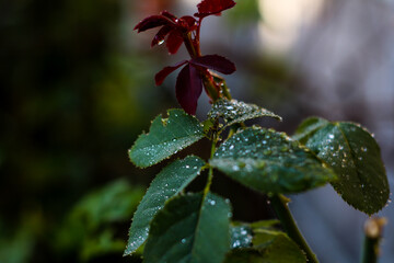 Cold morning accompanied by small grasshopper