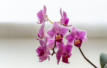 Soft focus beautiful branches of striped purple mini orchids Sogo Vivien. Phalaenopsis,  Moth Orchid are located against the light on a gentle blurry background. A lovely idea for any design.