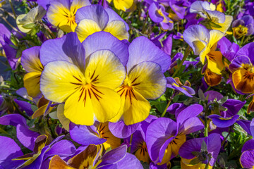 pansy flowers closeup