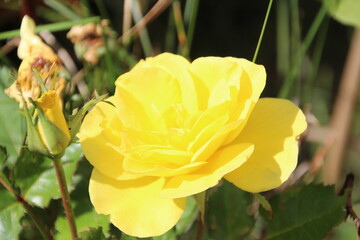 Yellow Rose In Bloom, Edmonton, Alberta