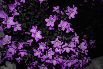 Obraz na płótnie Canvas multiple purple small flowers blooming