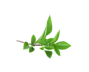 sweet thai basil isolated on white background