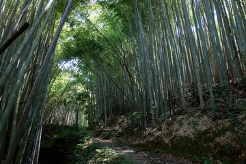 A deserted forest road deep in the mountains of Kyoto