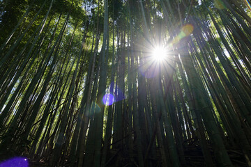Mysterious sunshine and lens flares shining through the bamboo forest