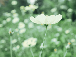 Blur background the green leaves and white flowers in the flowers filed