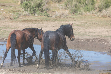 Obraz premium Wild Horses at a waterhole in the Utah desert
