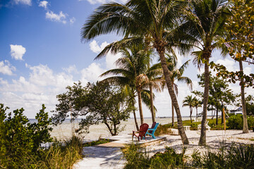 Palm trees at Bokeelia Beach
