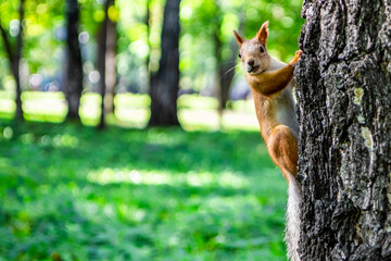 Naklejka na ściany i meble Cute fluffy squirrel sits on a tree trunk in the park and looks at the camera