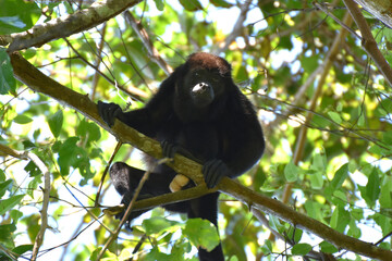 Mantled howler near Sirena Ranger Station in Corcovado National Park, Costa Rica