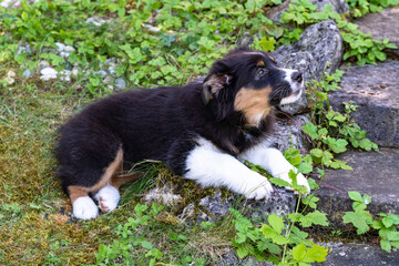 Nelly - Australian Shepherd Welpe aufgeregt auf den Steinstufen