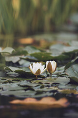 White pond lily in a calm beautiful pond surrounded by lily pad. Perfect place to relax and unwind harmoniously 