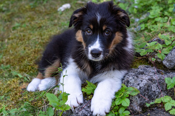 Nelly - Australian Shepherd Welpe schaut schuldbewusst