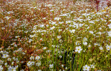 dense white flower vegetation