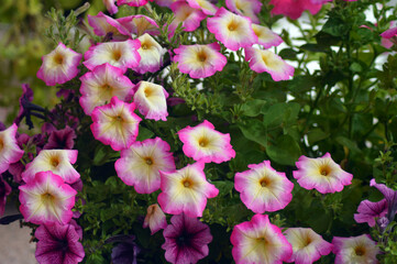 Petunia flowers in a flower bed