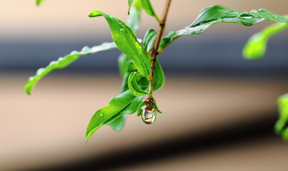 Closeup Water droplets on the Pomegranate tree in the rainy season