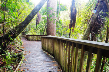 New Zealand forest