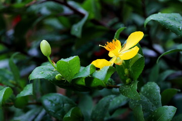 Closeup flower of Ochna kirkii Oliv,Micky mouse tree in the park