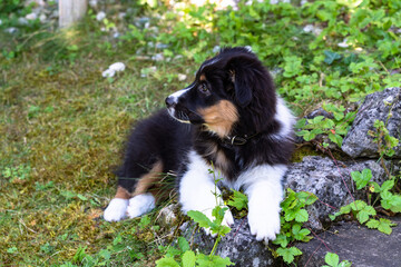 Nelly - Australian Shepherd Welpe wird abgelenkt
