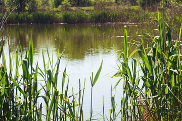 View of the forest lake through thickets of reeds