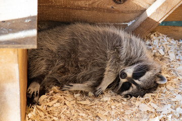 Cute raccoon sleeping in a cage curled up