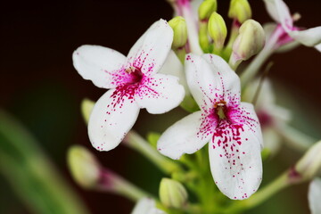 Closeup Flowers of Graptophyllum pictum in the rainy season