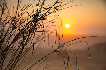 Obraz premium grass in a mist in a desert at sunrise, Dubai