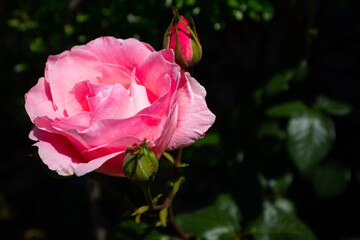 pink rose in the garden