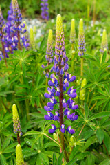 Purple flowering Lupins (Lupinus), Pan-American Highway, Aysen Region, Patagonia, Chile