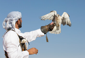 peregrine falcon landing  on a hand of its trainer - Powered by Adobe