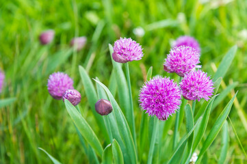 Allium atrosanguineum, Sary Jaz valley, Issyk Kul region, Kyrgyzstan