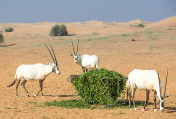 Obraz na płótnie Canvas arabian oryx in a desert near Dubai