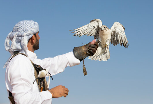 peregrine falcon landing  on a hand of its trainer