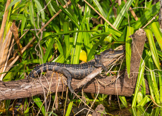 Young alligator