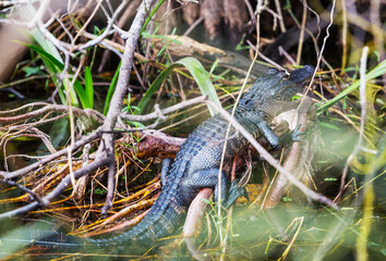 Young alligator