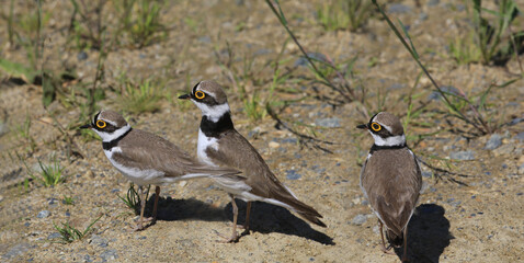 A trio of little plover  in their natural habitat ....