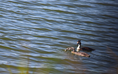 Great crested grebe swim with a chick down the river. The chick caught the fish himself