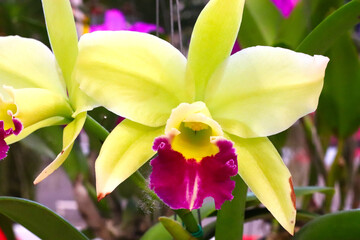 Fototapeta premium orchid