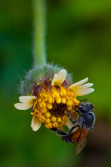 bee on yellow flower