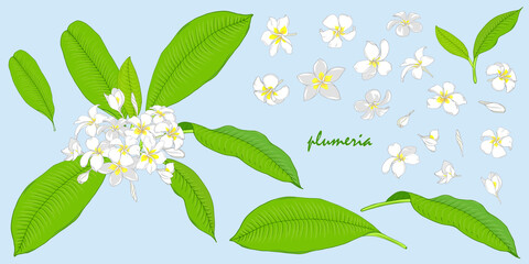 Plumeria leaves and flowers, set