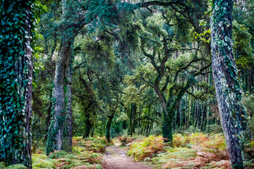 magnificent view of the Landes forest in the south west of France