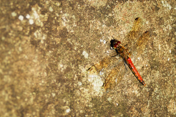 赤トンボ　素材