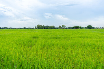 Fototapeta premium Green rice field with mountains at time sunset.