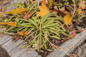 Beautiful wooden flower bed with chlorophytum plant and autumn leaves on the ground