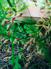 Small forest mushrooms in nature, growing from the ground close-up