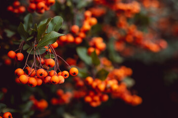 Group of tiny orange pyracantha berries with green leaves