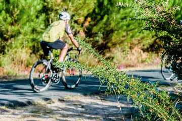 Naklejka premium mature cyclist in the Landes forest